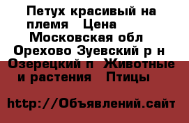 Петух красивый на племя › Цена ­ 900 - Московская обл., Орехово-Зуевский р-н, Озерецкий п. Животные и растения » Птицы   